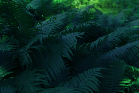Beautiful fern with lush green leaves growing outdoorsの写真素材