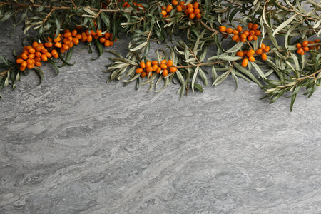Branches of sea buckthorn on gray table, flat lay. Space for textの写真素材