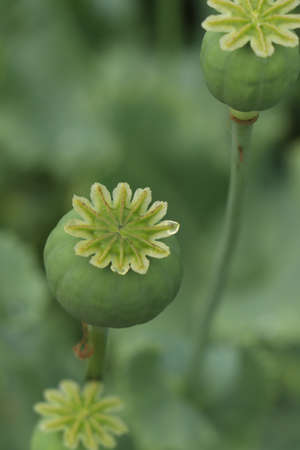 Green poppy heads growing in field, closeupの写真素材