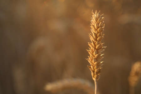 Ear of wheat in agricultural field on sunny day, closeup. Space for text