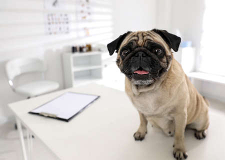 Cute pug dog on white table in clinic, space for text. Vaccination dayの写真素材