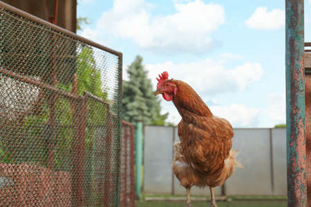 Beautiful brown hen in farmyard, space for text. free range chicken