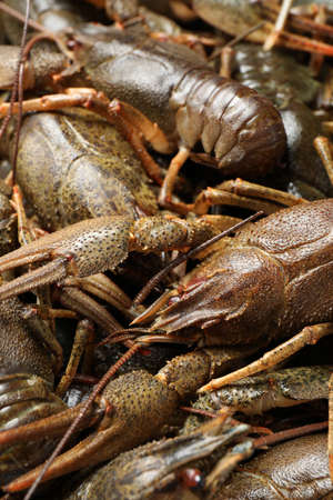 Fresh raw crayfishes as background, closeup. Healthy seafood