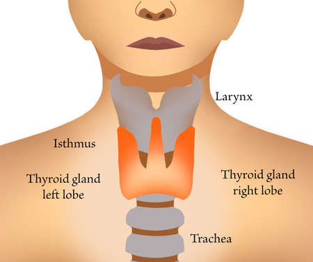 Illustration of human thyroid gland on white background