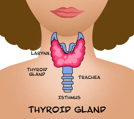 Illustration of human thyroid gland on white background