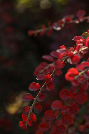 Beautiful plant with red leaves outdoors on sunny day, closeupの写真素材