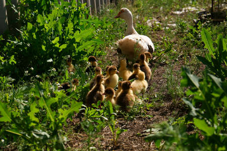 Cute fluffy ducklings with mother in farmyard