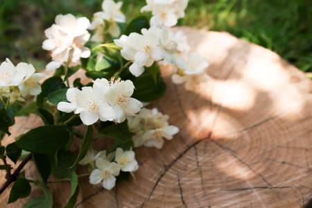 Branches of beautiful jasmine flowers on wooden stump outdoors. Space for textの写真素材