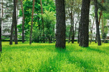 Beautiful landscape with trees and green grass in city parkの写真素材