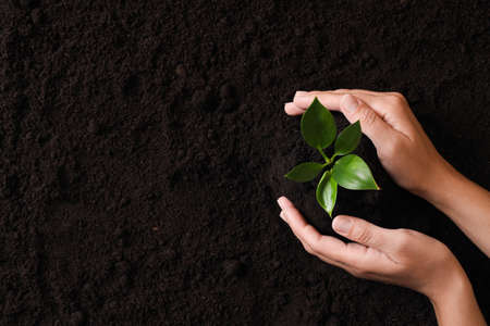 Woman protecting young seedling in soil, top view with space for text. planting treeの写真素材