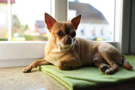 Cute small chihuahua dog on window sillの写真素材