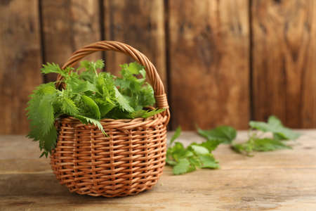 Fresh stinging nettle leaves in wicker basket on wooden table. Space for textの写真素材