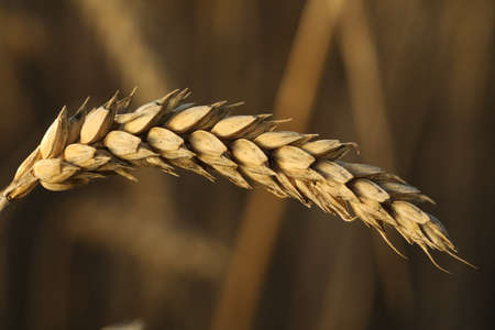 Ripe wheat spike in agricultural field, closeupの写真素材