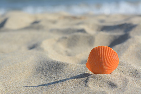 Sandy beach with beautiful shell near the sea on summer day, closeup. Space for text