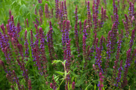 Many beautiful lavender flowers growing in the field, closeup