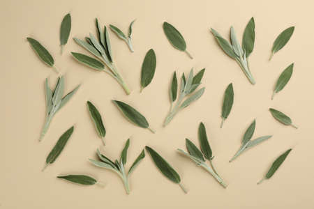Fresh green sage leaves on beige background, flat lay