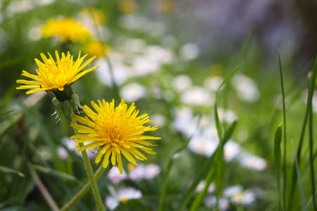 Beautiful bright yellow dandelions in green grass on a sunny day, closeup. Space for text