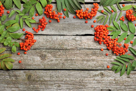 Fresh ripe rowan berries and green leaves on wooden table, flat lay. Space for textの写真素材