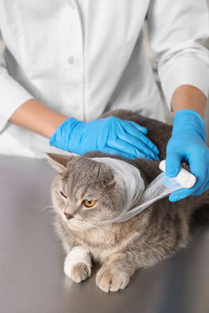 Veterinarian putting bandage on ear of cute scottish straight cat at gray table, closeupの写真素材