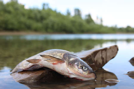 Dead fish on stone in river, closeup. environmental pollution concept