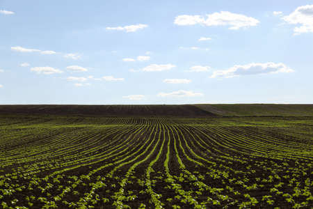Agricultural field with sunflower seedlings on sunny day