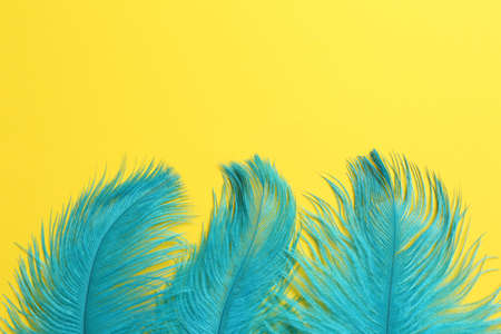 Beautiful light blue feathers on yellow background, top view. Space for textの写真素材
