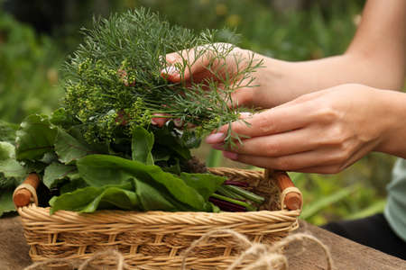 Woman with fresh green herbs outdoors, closeup
