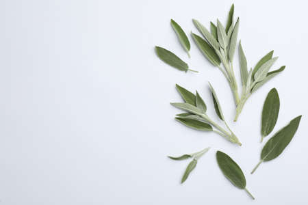 Fresh green sage leaves on light background, flat lay. Space for textの写真素材