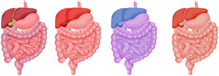 Set with illustrations of abdominal organs on white background. banner designの写真素材