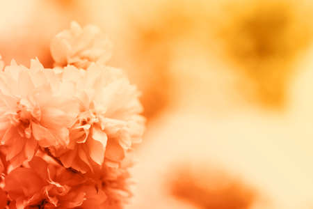 Beautiful blossom on blurred background, closeup. Toned in orangeの写真素材