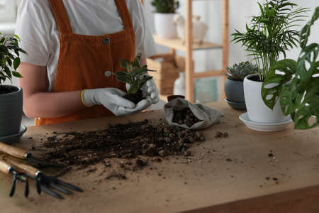 Woman transplanting beautiful houseplant at table indoors, closeup