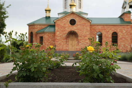 Beautiful rose bushes growing in flowerbed near churchの写真素材