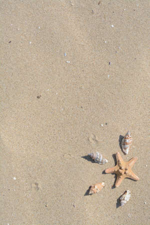 Beautiful starfish and sea shells on sandy beach, above view. Space for text