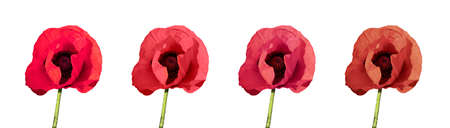Set with beautiful poppy flowers on white background. banner designの写真素材
