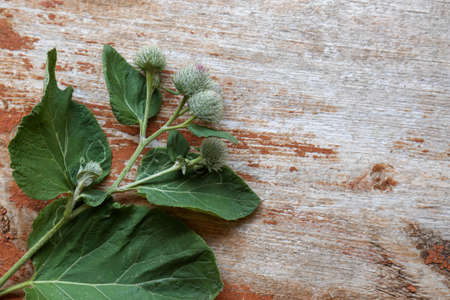 Fresh green burdock leaves and flowers on wooden table, top view. Space for textの写真素材