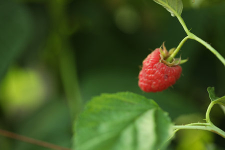 Raspberry bush with tasty ripe berry in garden, closeupの写真素材