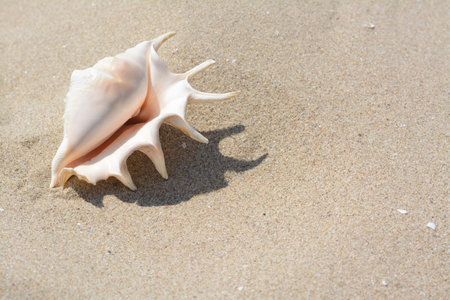 Sandy beach with beautiful seashell on sunny day, space for text