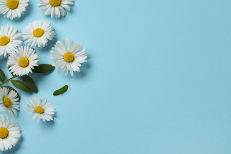 Many beautiful daisy flowers and leaves on light blue background, flat lay. Space for textの写真素材