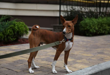Cute Basenji with leash outdoors. dog walkingの写真素材