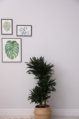 Beautiful paintings of tropical leaves on white wall in living room interiorの写真素材
