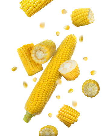 Tasty ripe corn cobs falling on white backgroundの写真素材