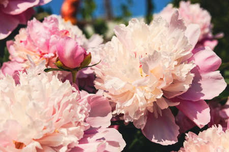 Wonderful pink peonies in garden outdoors, closeupの写真素材