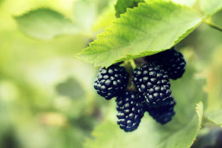 Blackberry bush with ripe berries in garden, closeupの写真素材