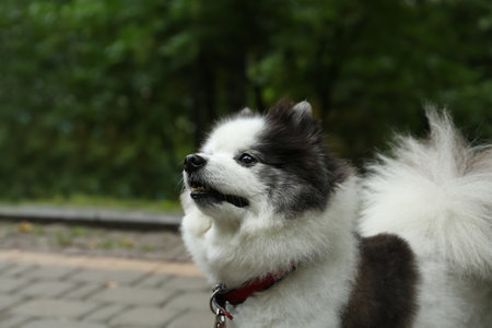 Cute fluffy Pomeranian dog walking in park, space for text