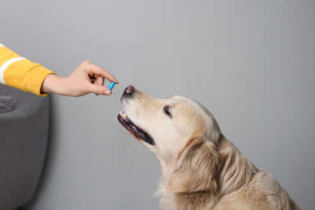 Woman giving pill to cute dog at home, closeup. Vitamins for animalsの写真素材