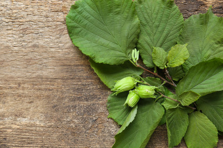Green leaves of hazel tree on wooden table, top view. Space for textの写真素材