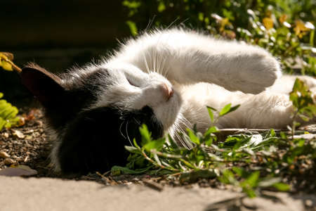 Cute cat resting at backyard on sunny day, closeupの写真素材
