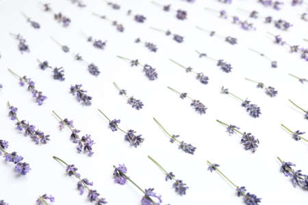 Beautiful fresh lavender flowers on white backgroundの写真素材
