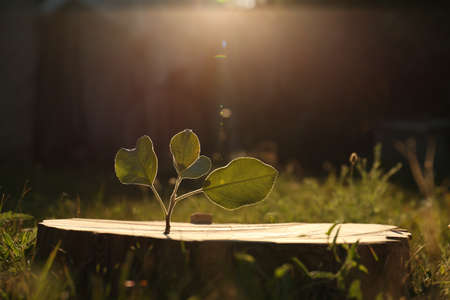 Green seedling growing out of stump outdoors on sunny day. new life concept