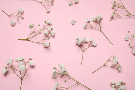 Beautiful floral composition with gypsophila flowers on pink background, flat layの写真素材